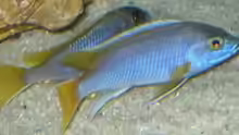13.2.2010 Pseudotropheus acai , yellow fin