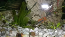 2 Apistogramma cacatuoides ( Kakadu - Zwergbuntbarsch ) Rot und Gelb