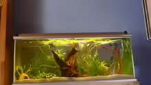 260l Gemeindschaftsaquarium
