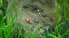 4.5.2010 Caridina cf. cantonensis Crystal Red