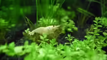4.5.2010 Caridina cf. cantonensis Snow White