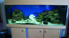 450l.Tanganjikasee-aquarium