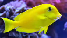 Acanthurus olivaceus