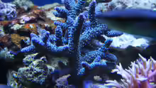 Acropora abrolhosensis