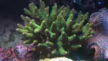 Acropora millepora - Kleinpolypige Steinkoralle