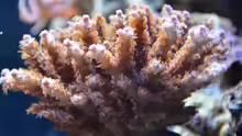 Acropora spec. 27.02.2011