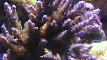 Acropora