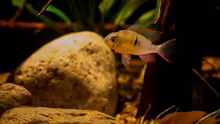 aktuelles Bild .. Mikrogeophagus altispinosus