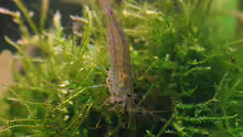 Amano Garnele