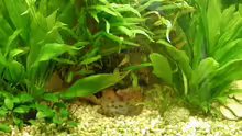 Amazonas Schwertblatt + Cryptocoryne