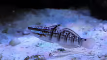 Amblygobius phalaena - Bagger-Grundel