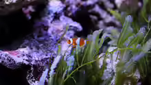 Amphiprion ocellaris - Anemonenfisch