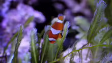 Amphiprion ocellaris - Anemonenfisch