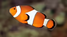 Amphiprion ocellaris - Falscher Clown - Anemonenfisch