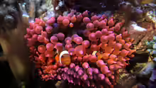 Amphiprion ocellaris - Falscher Clown - Anemonenfisch