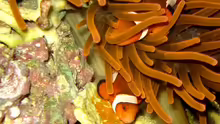 Amphiprion ocellaris - Falscher Clown - Anemonenfisch