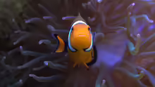 Amphiprion ocellaris ( Falscher Clown - Anemonenfisch)