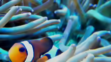 Amphiprion ocellaris