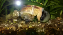 Ampullariidae // Apfelschnecke