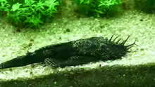 Ancistrus dolichopterus (M)