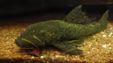 Ancistrus spec.