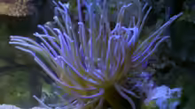 Anemone