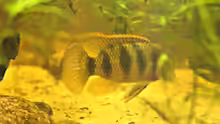 Anomalochromis Thomasi bei der Balz 1