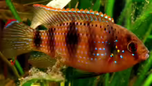 Anomalochromis thomasi