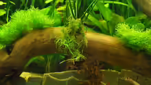 Anubias barteri auf Wurzel mit Teichlebermoos