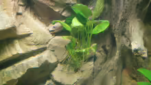 Anubias barteri var. barteri (28.08.2012)