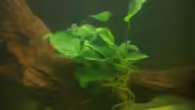 Anubias barteri var. nana