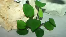Anubias barteri