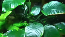Anubias emers