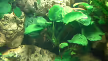 Anubias Mutterpflanze