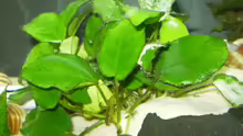 Anubias nana