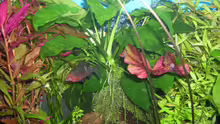 Anubias