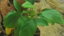 Anubias