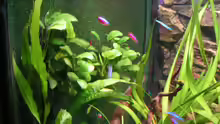 Anubias