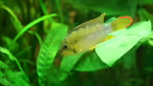 Apisto-Daddy (Apistogramma nijsseni)