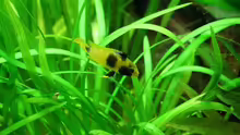 Apisto-Mommy (Apistogramma nijsseni)