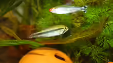 Apistogramma agassizii var. Rio Tigre