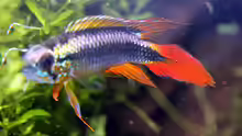 Apistogramma agazzissi red