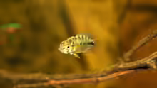 Apistogramma borelli Opal Weibchen