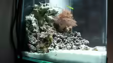 Aquarium 10L Nanoriff