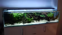 Aquarium 130cm Asiatisches Flachwasser-Biotop