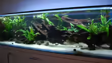 Aquarium 130cm Asiatisches Flachwasser-Biotop