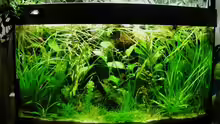 Aquarium 180 Liter Juwel Perlhuhnbecken