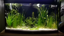 Aquarium 180 Liter Juwel Perlhuhnbecken