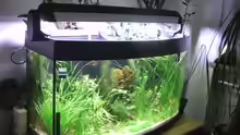 Aquarium 180 Liter Juwel Perlhuhnbecken