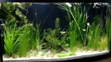 Aquarium 180 Liter Juwel Perlhuhnbecken